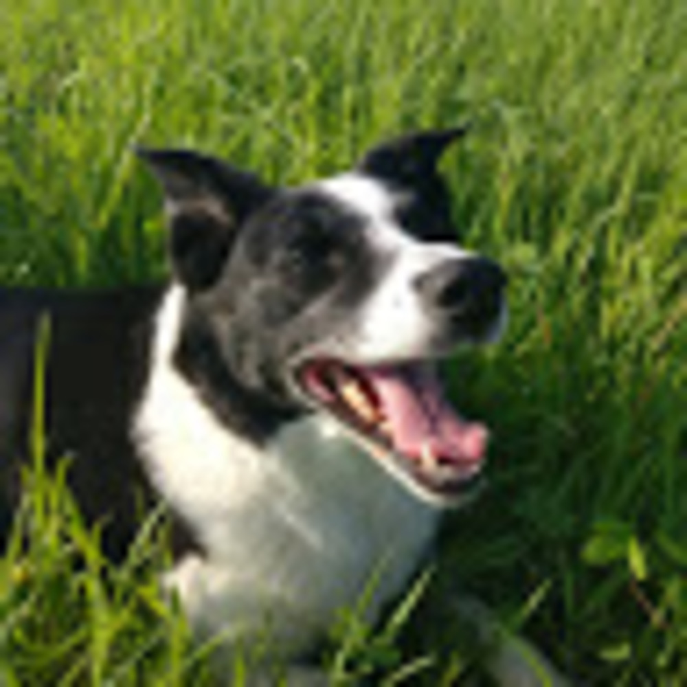 Meet your Posher, Ella